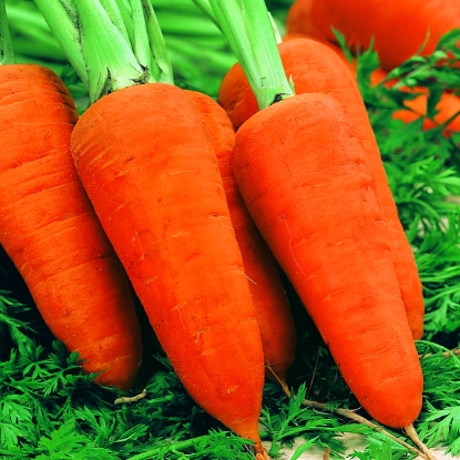 Picture of Carrot Chantenay 2 Red Cored